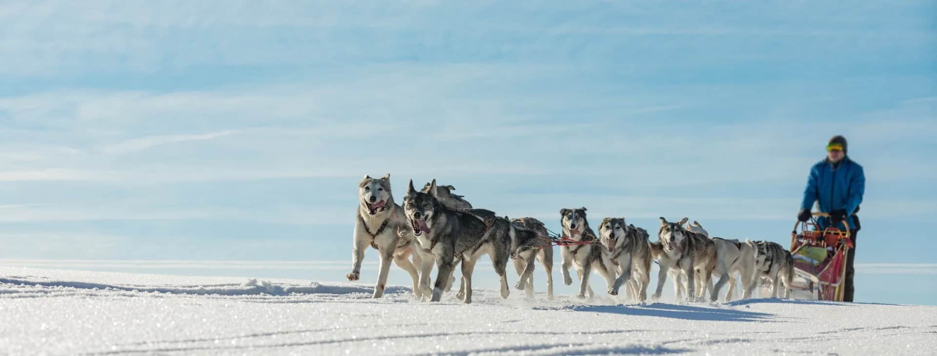 Dog sledding — by NadaK2