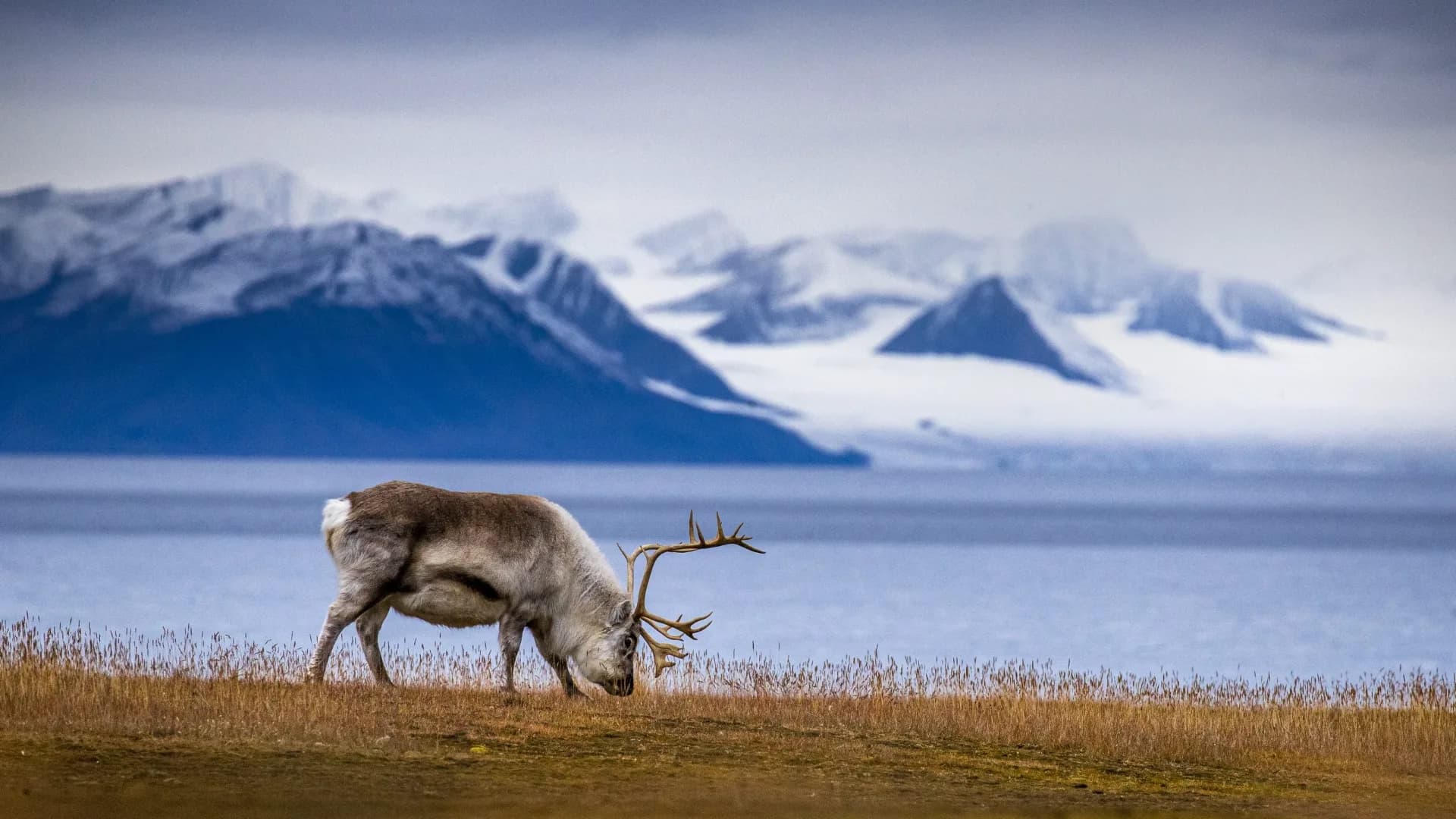 Svalbard - reindeer — av Oddgeir Sagerup